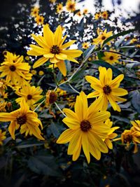 Close-up of yellow flower