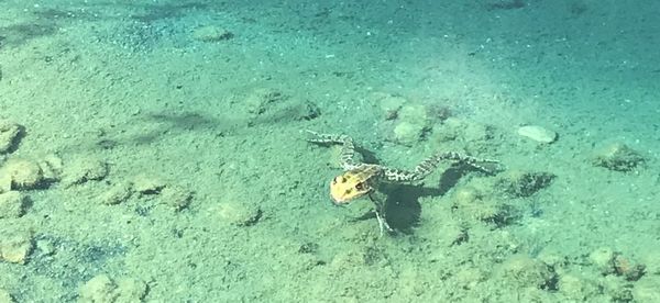 High angle view of fish swimming in sea