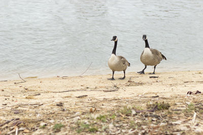 Two birds walking on shore