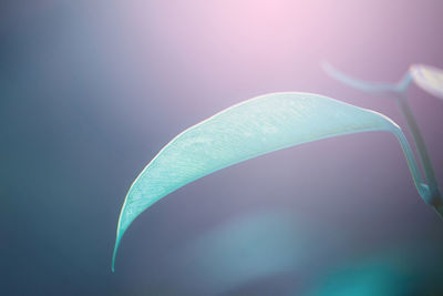 Close-up of green leaf