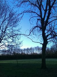 Bare trees on grassy field