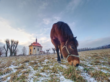 End of winter on pasture with old horse. small village chapel with red roof and bell tower on hill