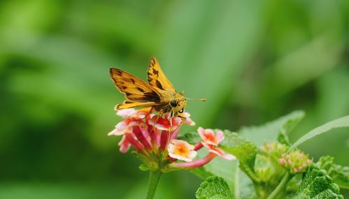 Insect on the flower