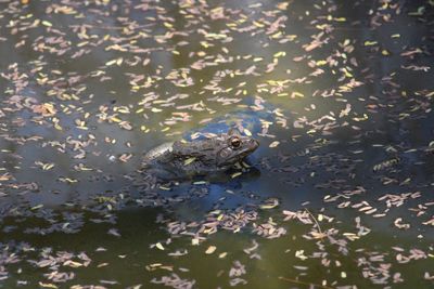 High angle view of frog swimming in lake