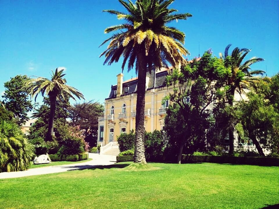 palm tree, tree, building exterior, architecture, built structure, clear sky, grass, green color, blue, growth, lawn, sunlight, sky, low angle view, tree trunk, shadow, day, travel destinations, incidental people, outdoors