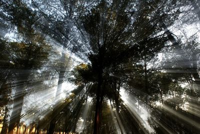 Low angle view of trees in forest