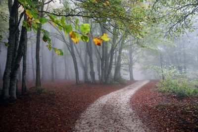 Road amidst trees in forest during autumn