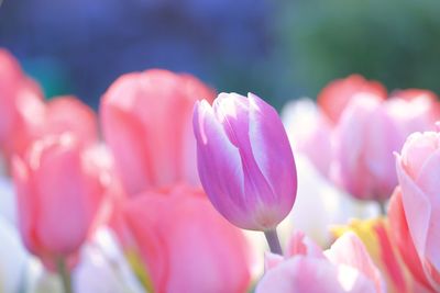 Close-up of pink tulips