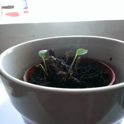 Close-up of tea served with potted plant