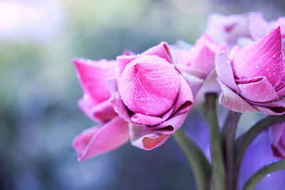 Close-up of pink rose flower
