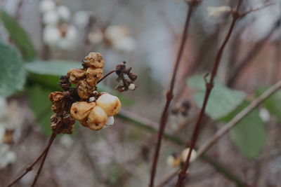 Close-up of wilted flower