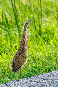 Close-up of bird perching on field