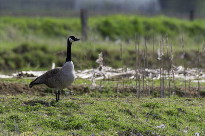 Bird on a field