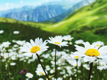 Close-up of white daisy flowers