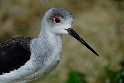 Close-up of a bird