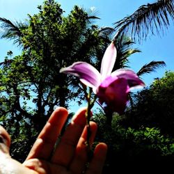 Low angle view of pink flowering plant against sky