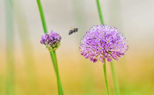 Close-up of bee pollinating on purple flower