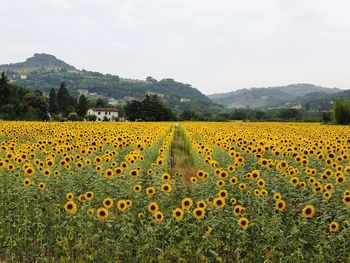 Scenic view of sunflower field against sky