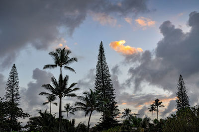 Low angle view of palm trees against sky