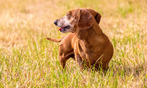 Dog looking away on grass