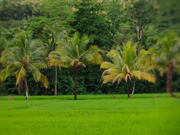 Scenic view of palm trees on field