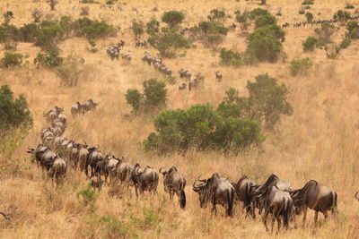 Herd of wildebeest migrating through kenyan national reserve