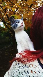 Cat looking up