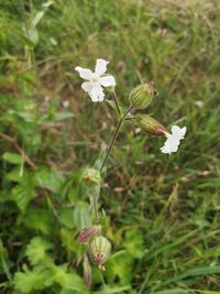 Close-up of white flowering plant on field