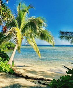 Palm trees on beach