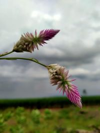 Close-up of pink flowering plant on field