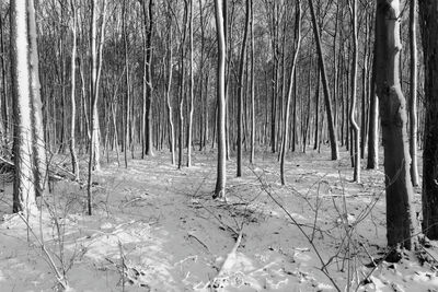 Close-up of trees on snow covered landscape