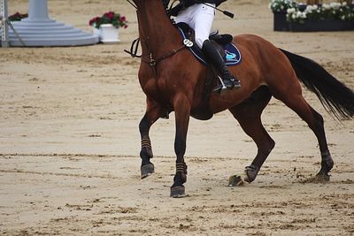 Horse on sand