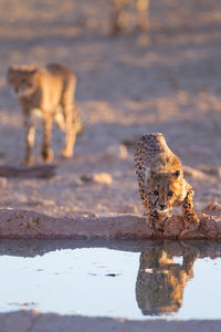 Close-up of cat drinking water