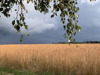 Scenic view of agricultural field against sky