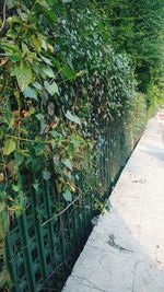 Plants growing outdoors