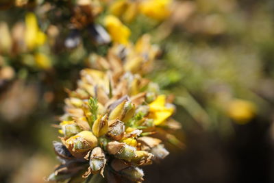 Close-up of yellow flowering plant