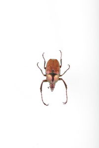 Close-up of spider on white background