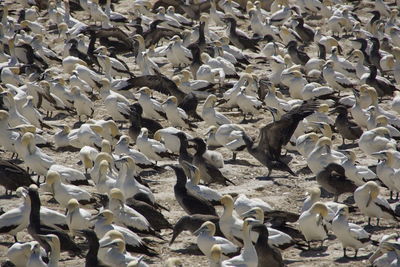 High angle view of swans on leaves