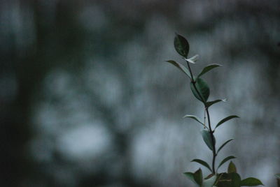 Close-up of plant leaves