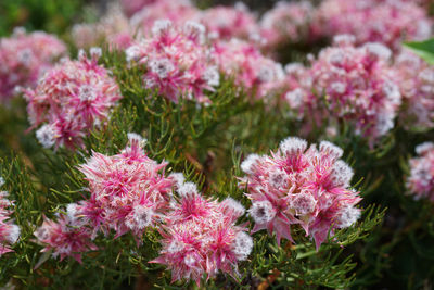 Close-up of pink flowering plants