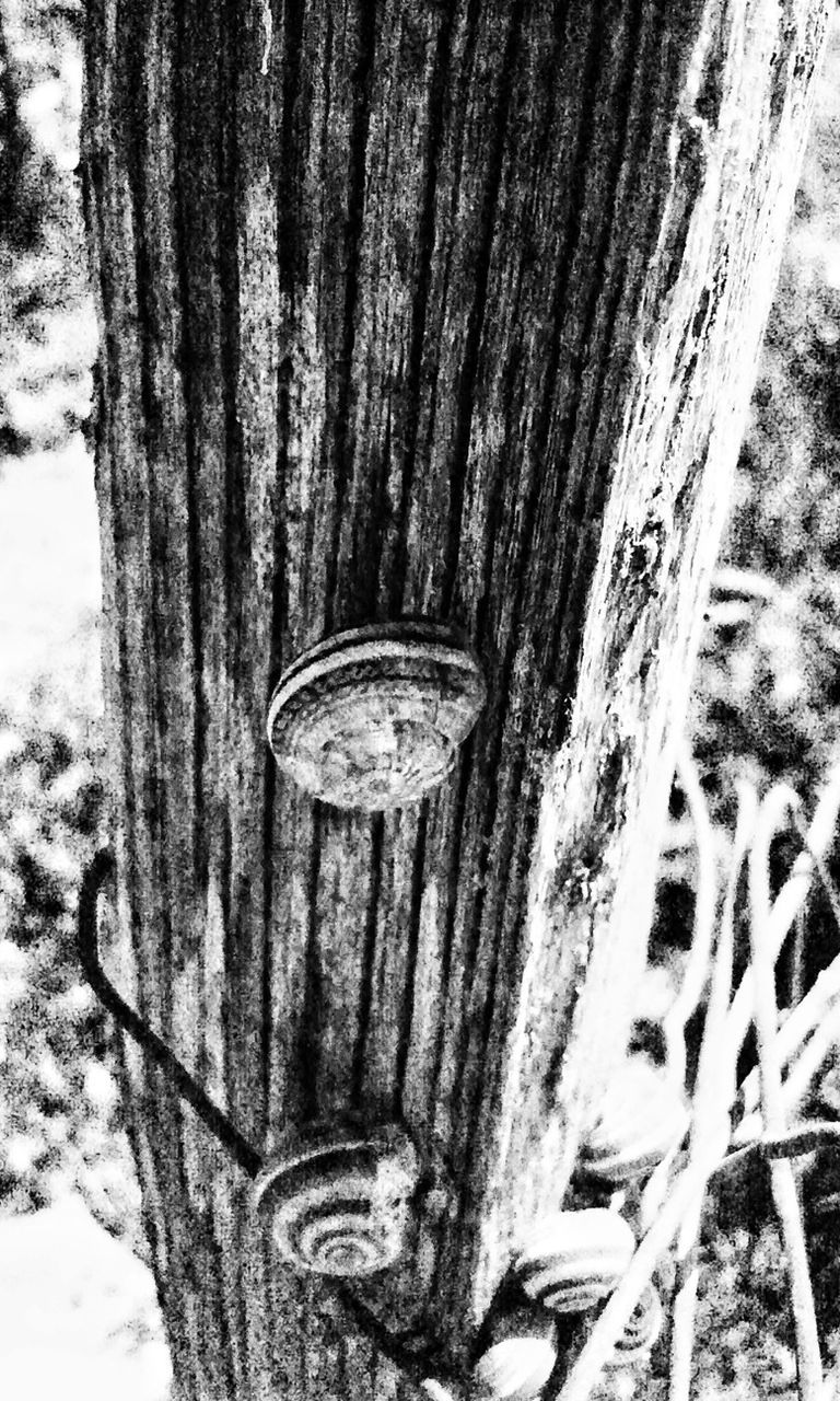 tree, wood - material, tree trunk, forest, nature, wood, tranquility, old, wooden, growth, weathered, outdoors, woodland, day, textured, no people, close-up, branch, tranquil scene, log