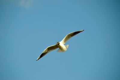 Low angle view of seagull flying