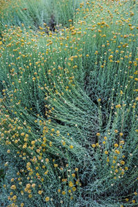 Full frame shot of plants