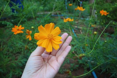 Close-up of hand holding yellow flower