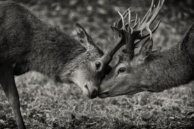 Stags fighting on field