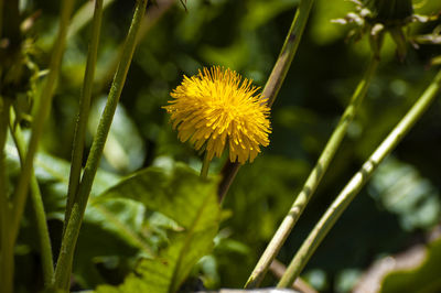 Close-up of yellow flowering plant