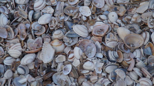 Full frame shot of seashells