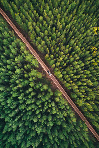 High angle view of trees growing in field