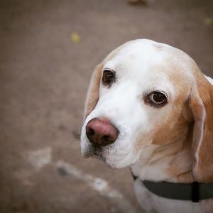 Close-up portrait of dog