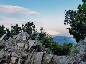 Plants growing on rock against sky